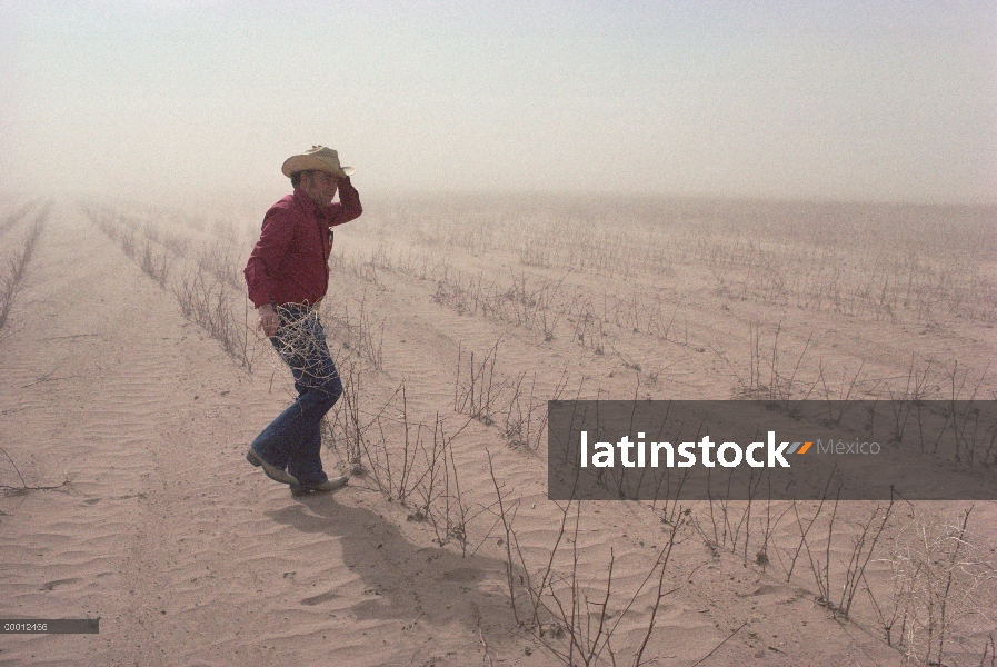 Agricultor de algodón en la tormenta de viento del desierto caminando en medio de cultivo desecado.