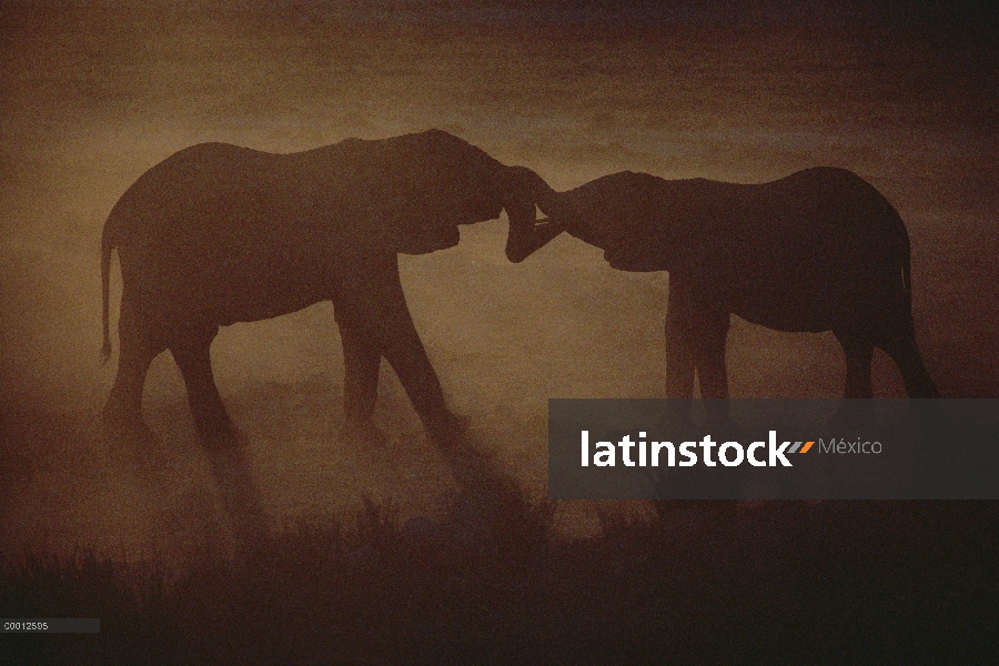 Elefante africano (Loxodonta africana) recorta par con troncos entrelazados, Namibia