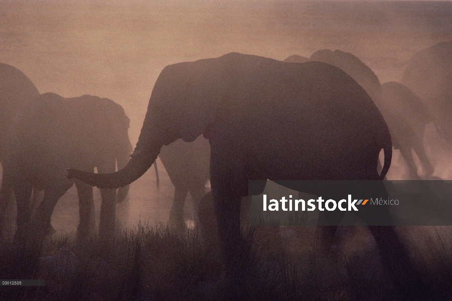 Manada de elefante africano (Loxodonta africana) en la nube de polvo, Namibia