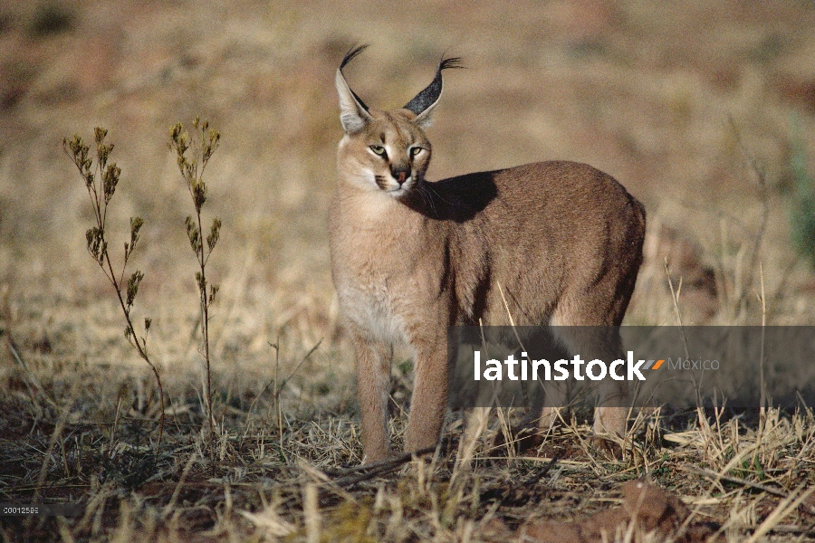 Retrato de Caracal (caracal Caracal), Namibia