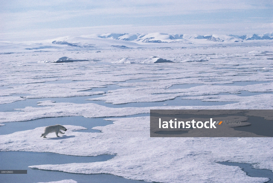 Oso polar (Ursus maritimus) funcionando a través de derretir el helado paisaje, isla de Ellesmere, N