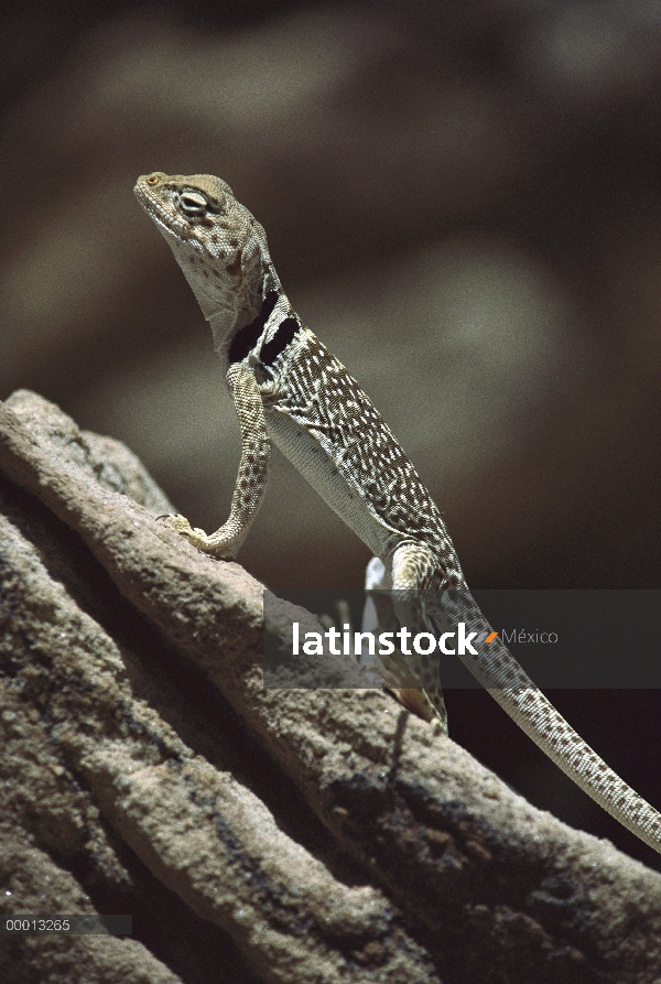 Collared Lizard (Crotaphytus collaris) sosteniendo de rocas calientes, desierto de Mojave, Californi