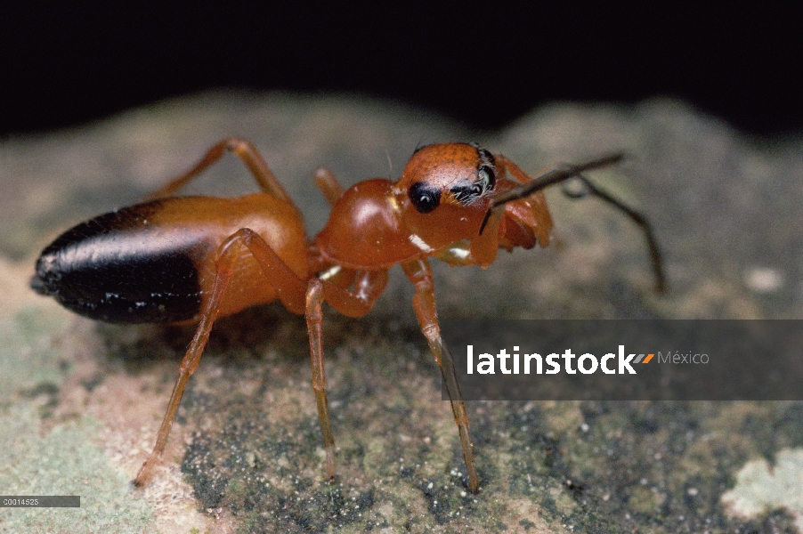 Araña saltarina hormiga-mímico (Myrmarachne sp), Queensland