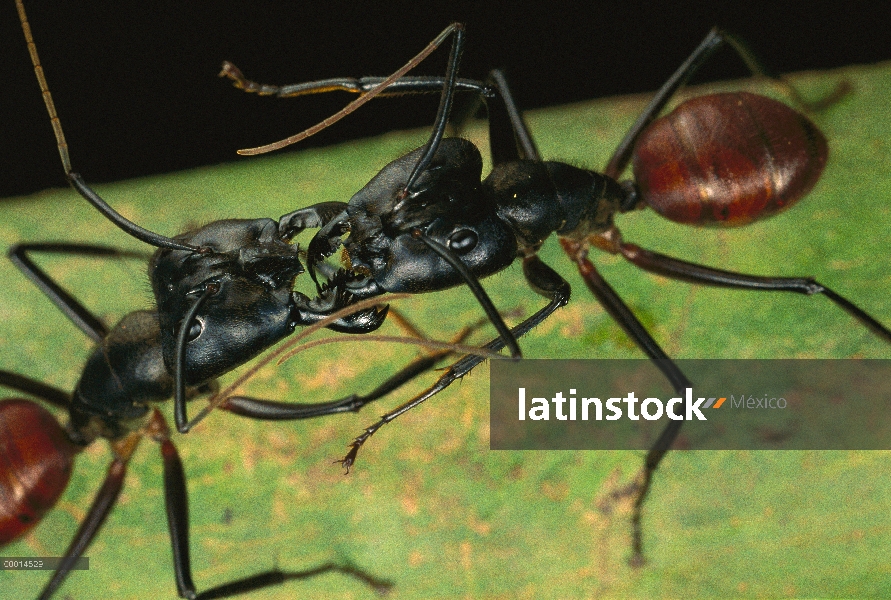 Par de Ant (Campanotes gigas) de bosque gigante lucha, Borneo, Malasia