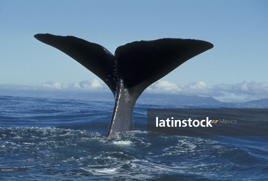 Cola de cachalote (Physeter macrocephalus), Nueva Zelanda