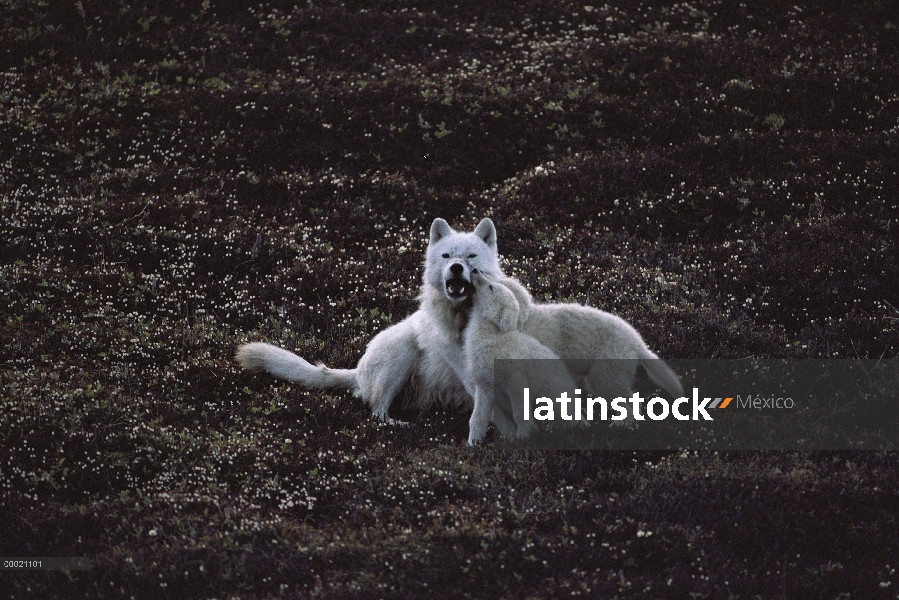 Lobo Ártico (Canis lupus) cachorros mendigando comida de un padre, isla de Ellesmere, Nunavut, Canad