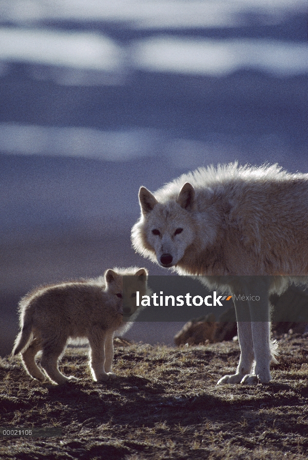 Madre de lobo Ártico (Canis lupus) con cachorro, isla de Ellesmere, Nunavut, Canadá