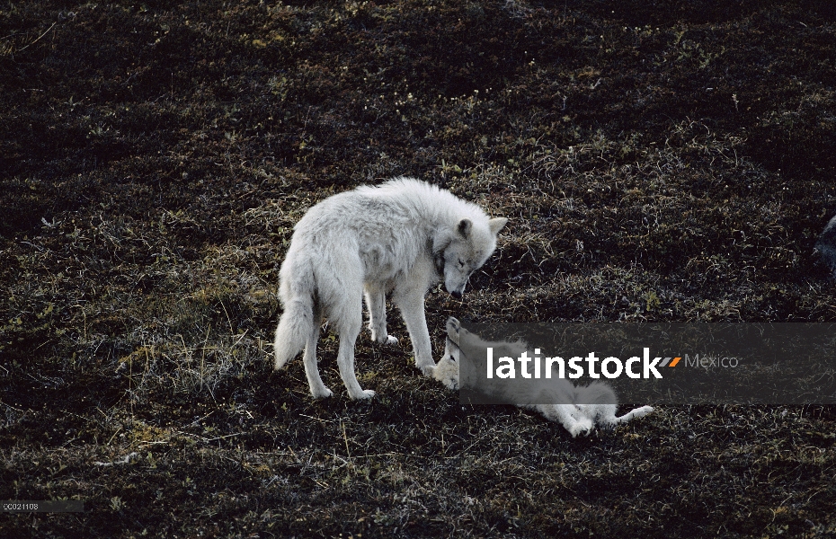 Madre de lobo Ártico (Canis lupus) con cachorro juguetón, isla de Ellesmere, Nunavut, Canadá