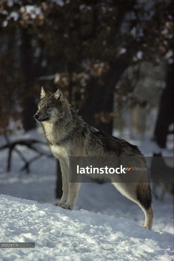 Pie hombre lobo (Canis lupus) en nieve, Minnesota