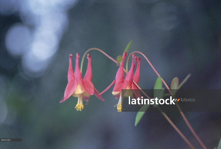 Flores silvestres de Columbine (Aquilegia canadensis), Minnesota