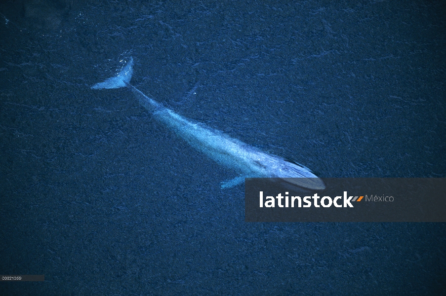 Ballena azul (Balaenoptera musculus) superficie, canal de Santa Bárbara, California