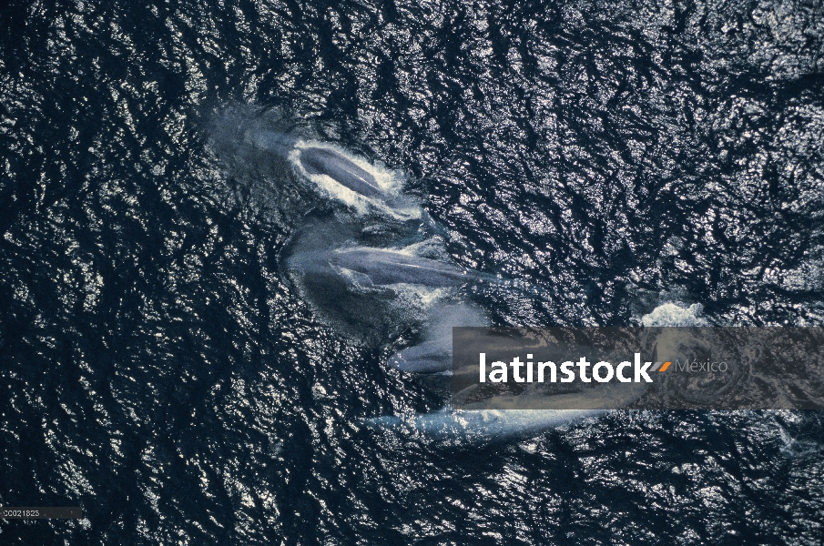 Ballena azul (Balaenoptera musculus) superficie de la vaina, en peligro de extinción, canal de Santa