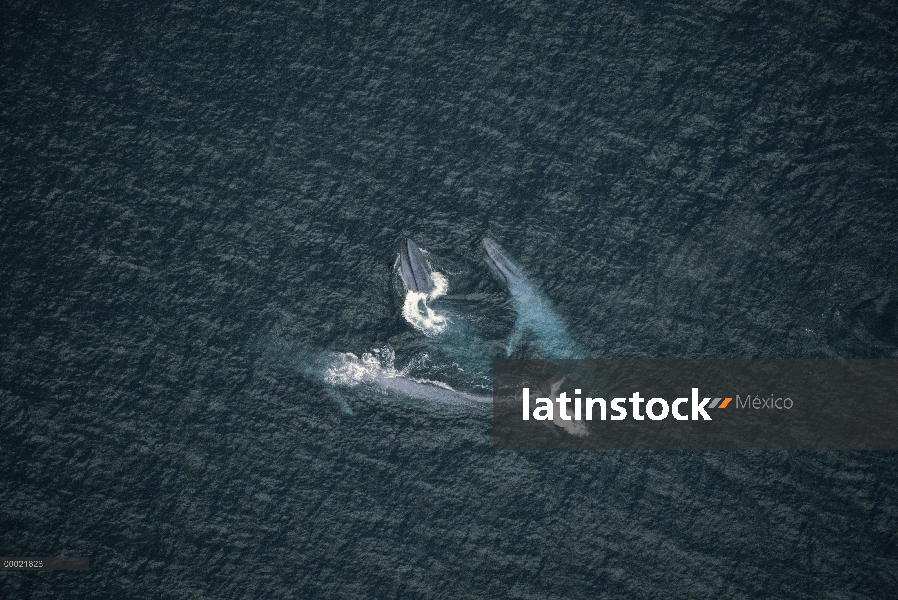 Ballena azul (Balaenoptera musculus) superficie de la vaina, en peligro de extinción, canal de Santa