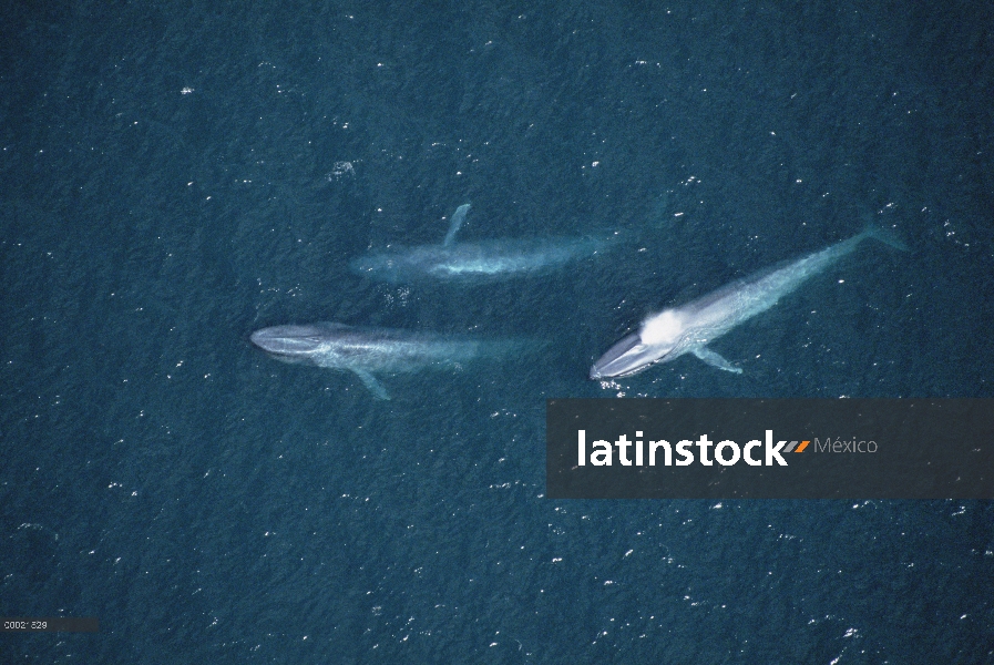 Ballena azul (Balaenoptera musculus) grupo, canal de Santa Bárbara, California