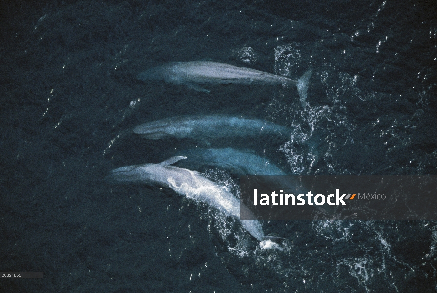 Ballena azul (Balaenoptera musculus) superficie de la vaina, en peligro de extinción, canal de Santa