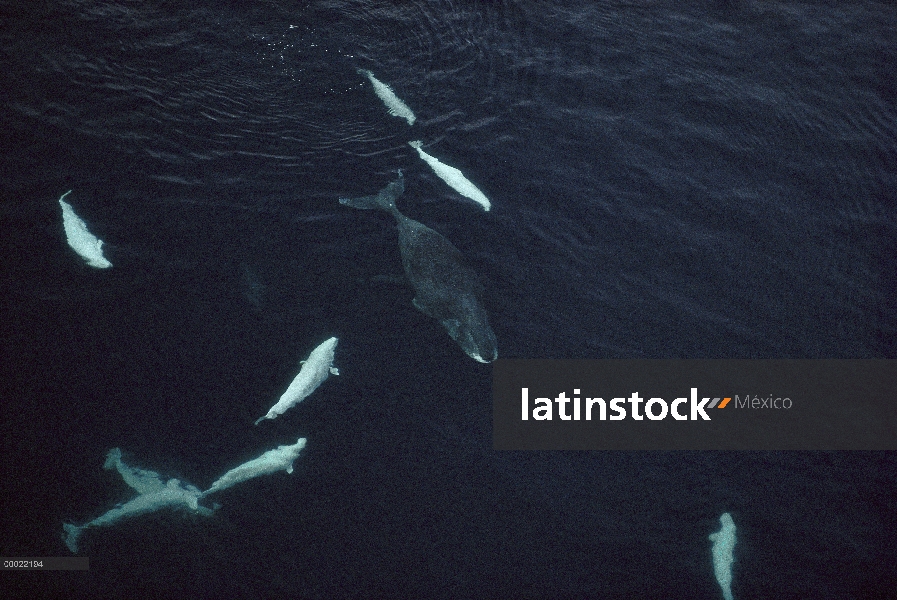 Ballenas de la beluga (Delphinapterus leucas) acosar a una ballena de Groenlandia (Balaena mysticetu