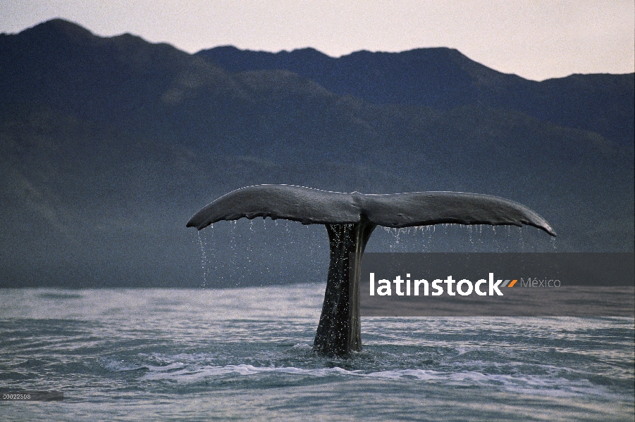 Cachalote (Physeter macrocephalus) buceo, Nueva Zelanda