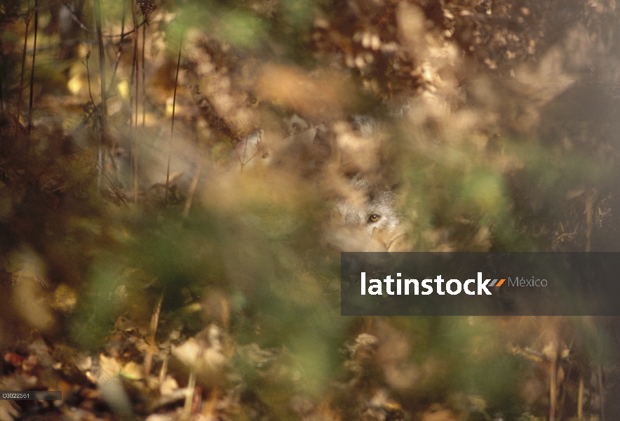 Lobo (lupus de Canis) mirando a través de Minnesota del follaje, Bosque Nacional Superior