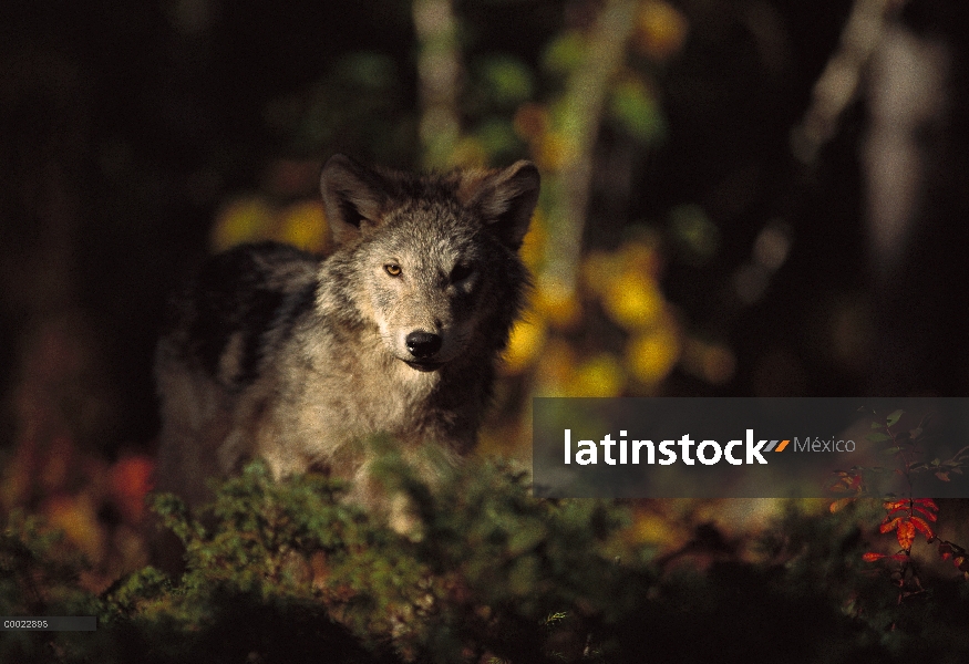 Lobo (lupus de Canis) iluminado en bosque, Minnesota