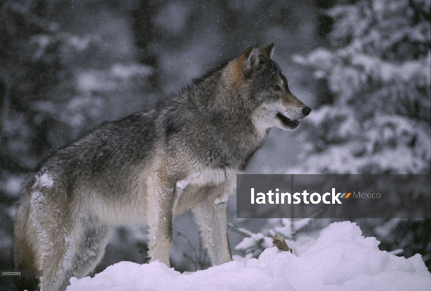 Lobo (Canis lupus) en invierno nieve caída, Minnesota