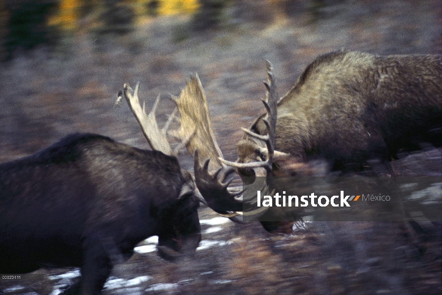 Alce de Alaska (Alces alces gigas) toros lucha, Alaska