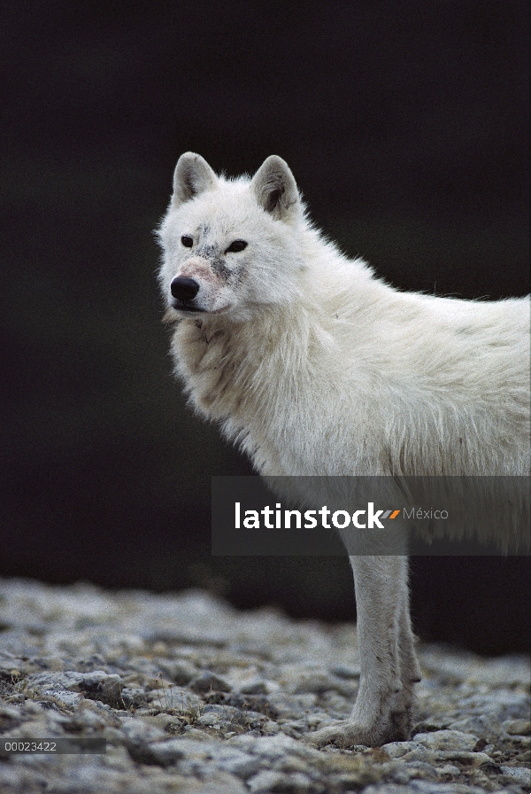 Macho alfa lobo Ártico (Canis lupus) llamado Buster cerca den, isla de Ellesmere, Nunavut, Canadá