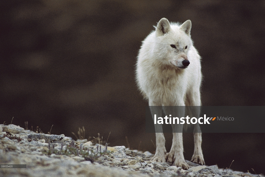 Macho alfa lobo Ártico (Canis lupus) llamado Buster cerca den, isla de Ellesmere, Nunavut, Canadá