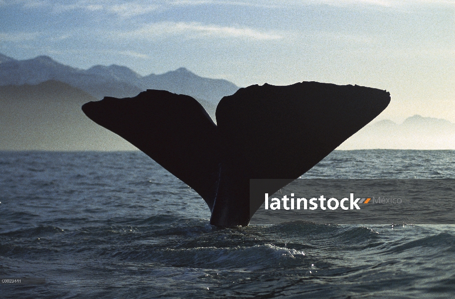 Cachalote (Physeter macrocephalus) buceo, Nueva Zelanda