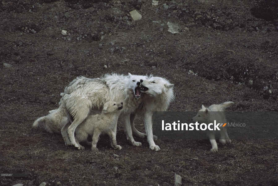 Lobo Ártico (Canis lupus) cachorros mendicidad del adulto mientras regresaba de caza, isla de Ellesm