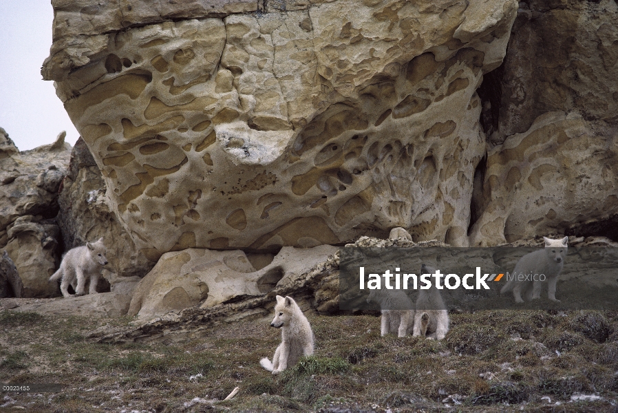 Lobo Ártico (Canis lupus) cachorros jugando cerca de den, isla de Ellesmere, Nunavut, Canadá