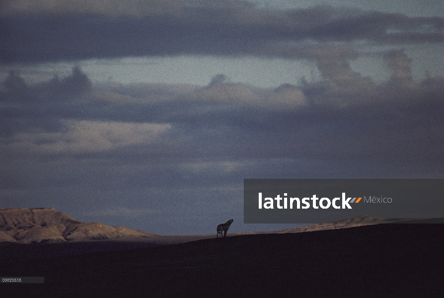 Lobo Ártico (Canis lupus) aullando bajo el cielo Ártico, isla de Ellesmere, Nunavut, Canadá