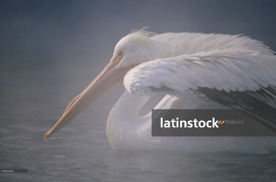 Pelícano de blanco americano (Pelecanus erythrorhynchos) que estira sus alas en un brumoso lago, Amé