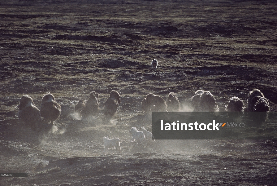 Paquete de lobo Ártico (Canis lupus) atacar manada de buey almizclero (Ovibos moschatus), isla de El