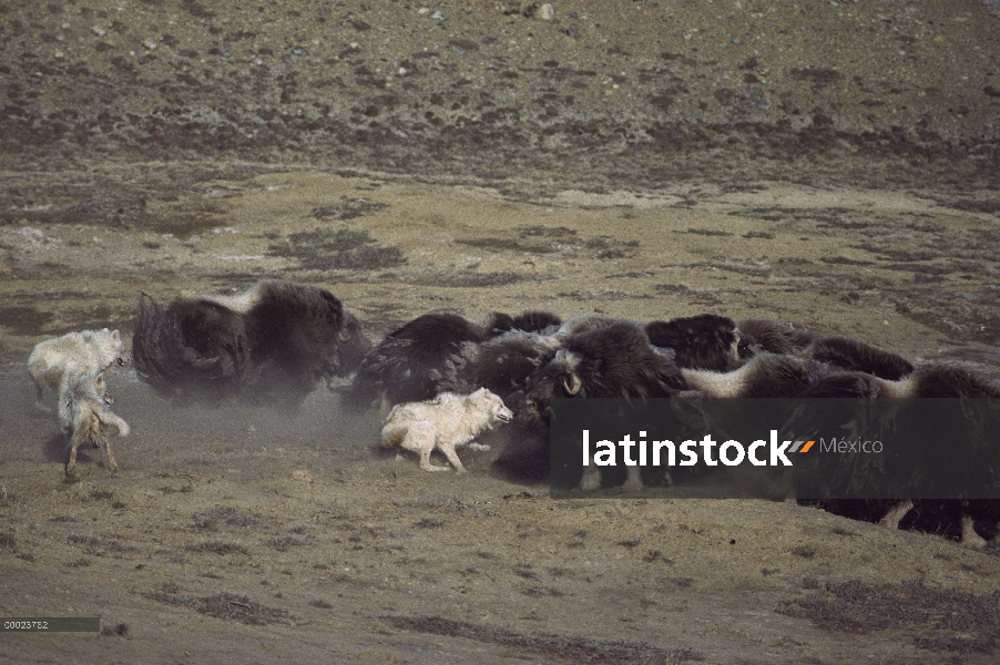 Paquete de lobo Ártico (Canis lupus) atacar manada de buey almizclero (Ovibos moschatus), isla de El