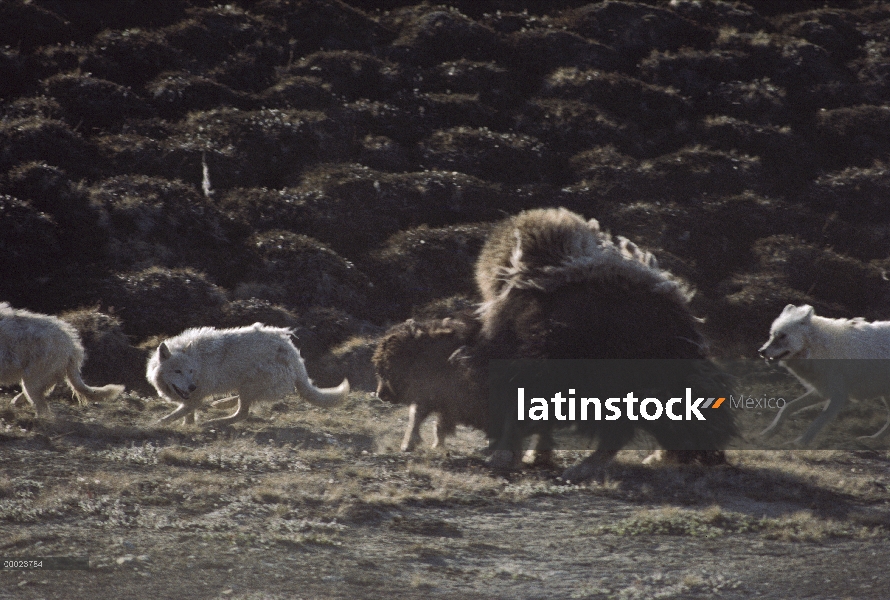 Lobo Ártico (Canis lupus) pack caza bebé buey almizclero (Ovibos moschatus), isla de Ellesmere, Nuna