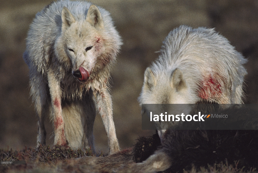 Paquete de lobo Ártico (Canis lupus) alimentándose de bebé buey almizclero (Ovibos moschatus) sólo h