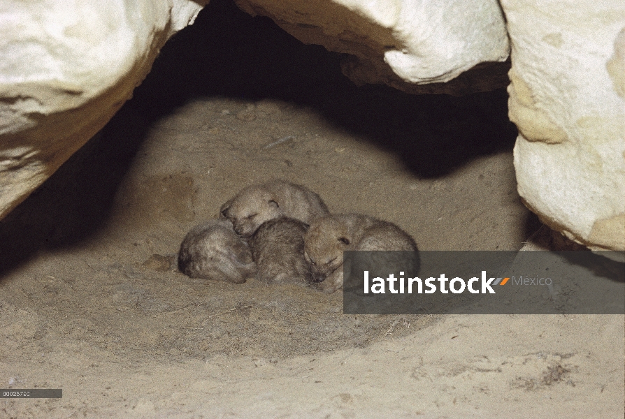 Lobo Ártico (Canis lupus) tres semanas de edad cachorros en den, isla de Ellesmere, Nunavut, Canadá