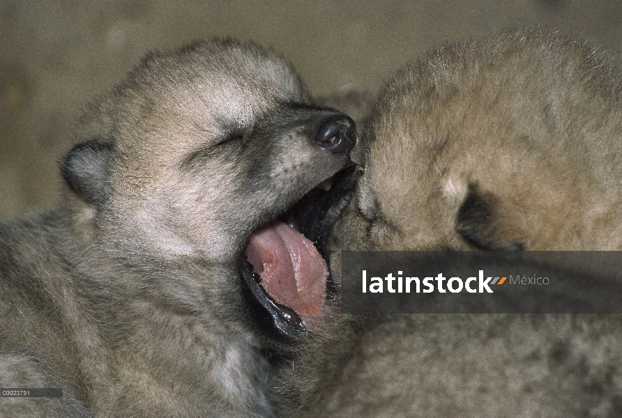 Lobo Ártico (Canis lupus) tres semanas de edad cachorros en den, isla de Ellesmere, Nunavut, Canadá