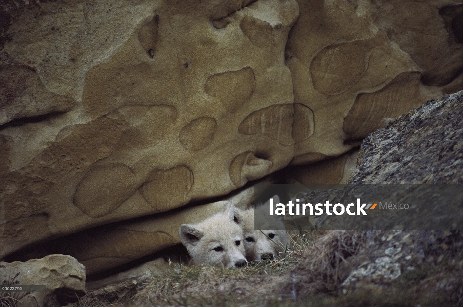 Lobo Ártico (Canis lupus) cachorros peering de den, isla de Ellesmere, Nunavut, Canadá