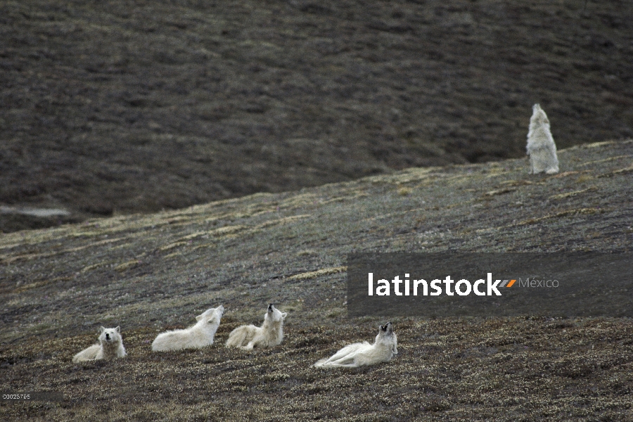 Paquete de lobo Ártico (Canis lupus) grito, isla de Ellesmere, Nunavut, Canadá