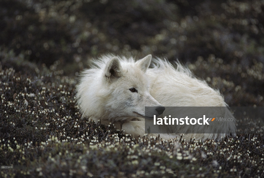 Macho juvenil de lobo Ártico (Canis lupus) llamado Scruffy acurrucado en floración tundra, isla de E