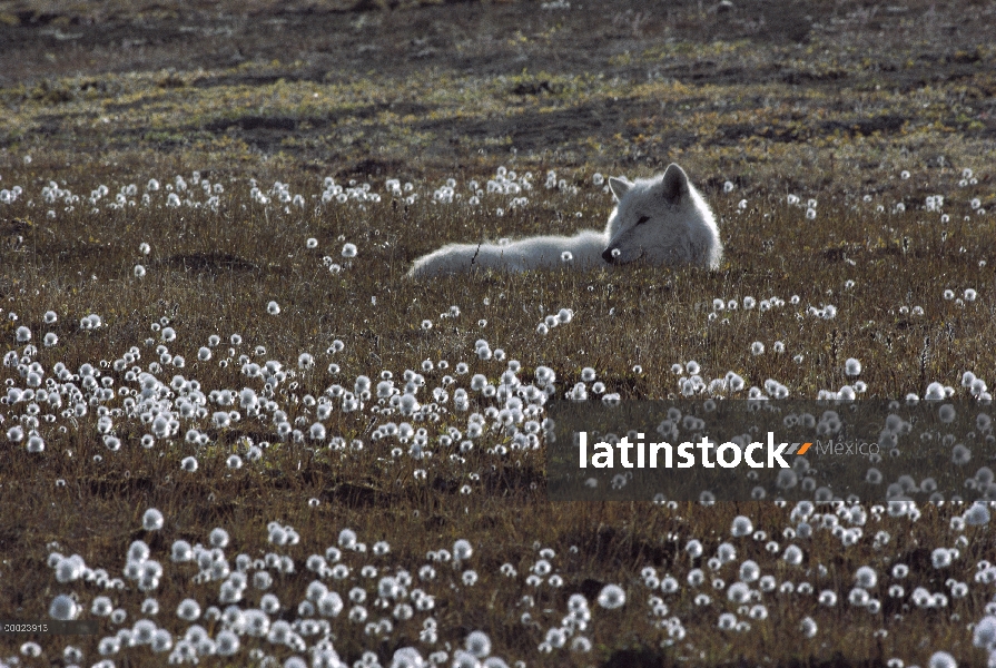 Lobo Ártico (Canis lupus) en floración cottongrass, isla de Ellesmere, Nunavut, Canadá