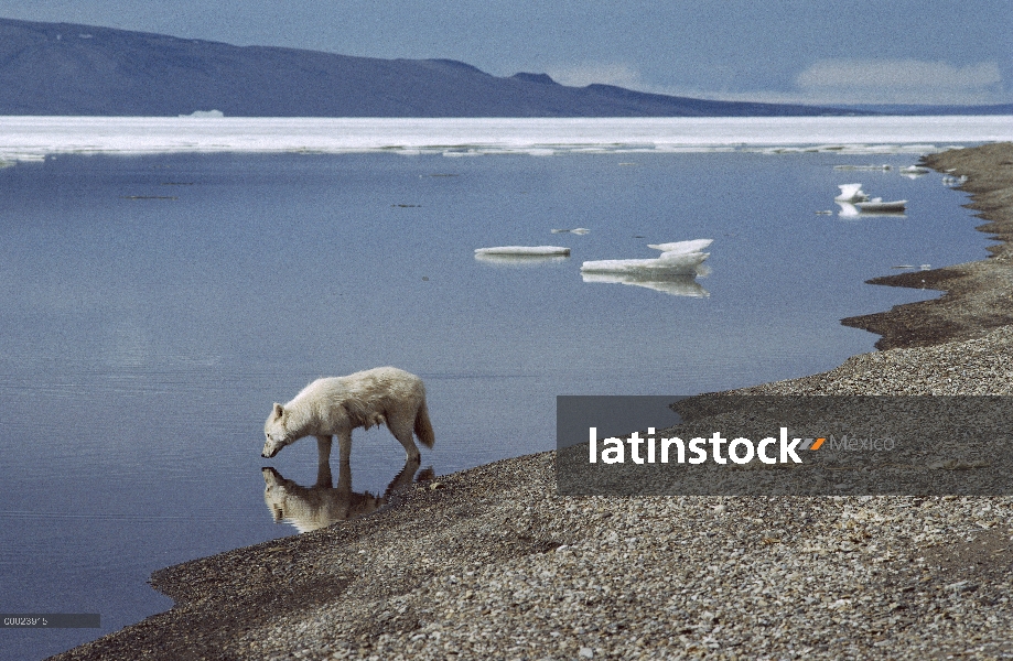 Lobo Ártico (Canis lupus) en el borde del agua, isla de Ellesmere, Nunavut, Canadá