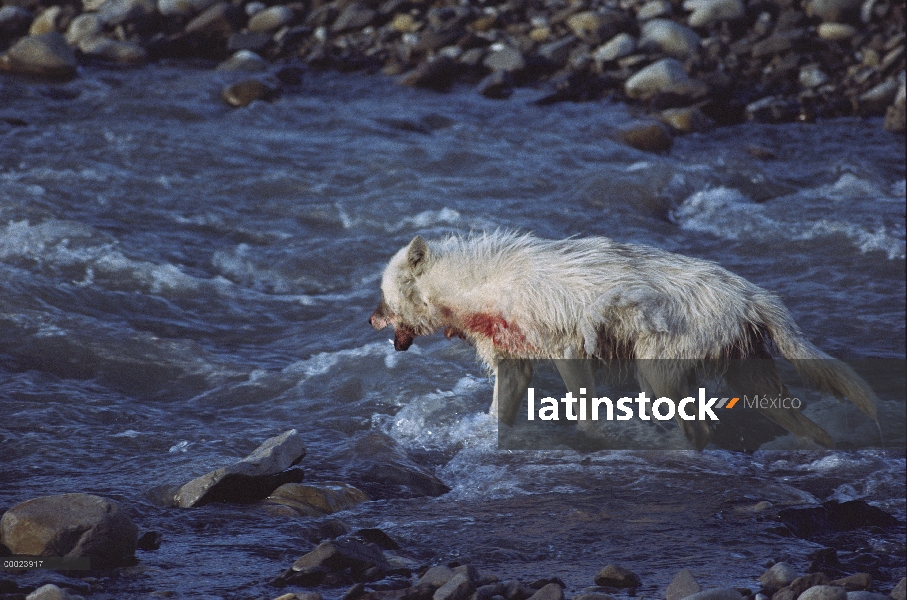 Lobo Ártico (Canis lupus), vadeando en el agua después de la alimentación en la matanza del buey alm