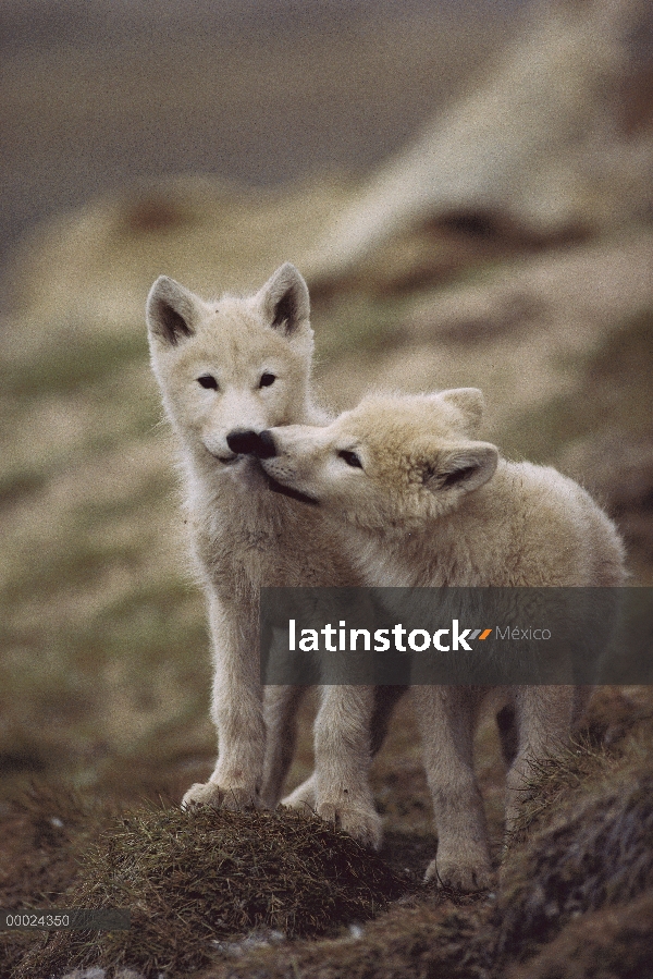 Lobo Ártico (Canis lupus) cachorros acariciando mutuamente, isla de Ellesmere, Nunavut, Canadá