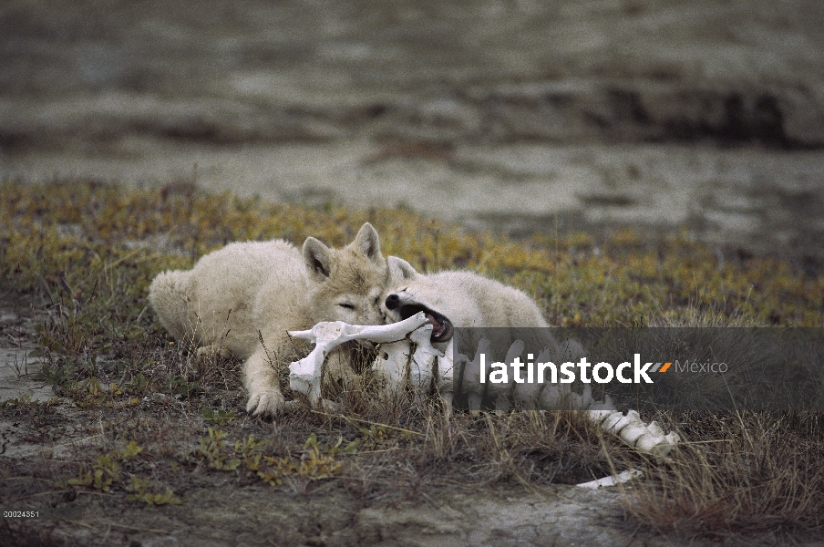 Lobo Ártico (Canis lupus) cachorros royendo los huesos de buey almizclero, isla de Ellesmere, Nunavu