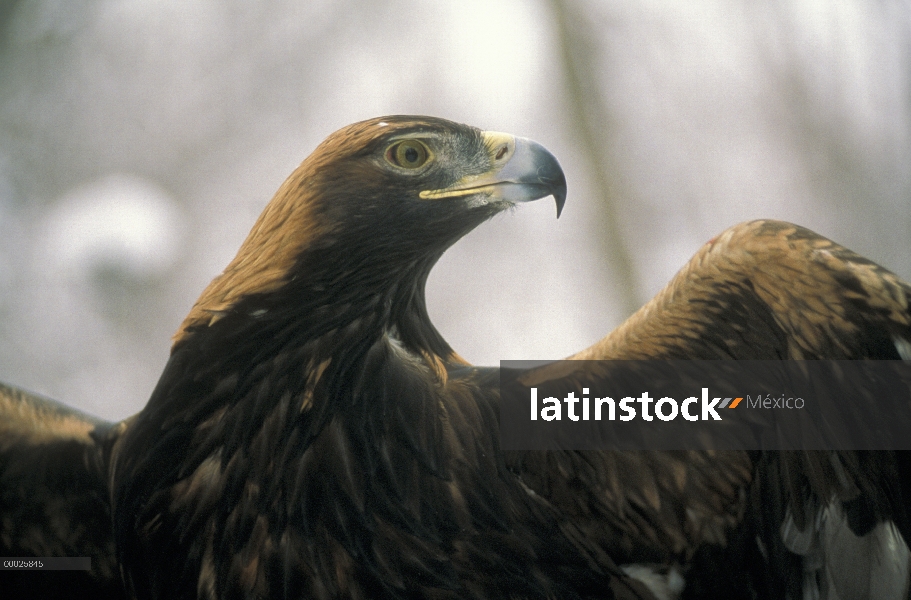 Retrato de águila real (Aquila chrysaetos) con las alas de la extensión, América del norte