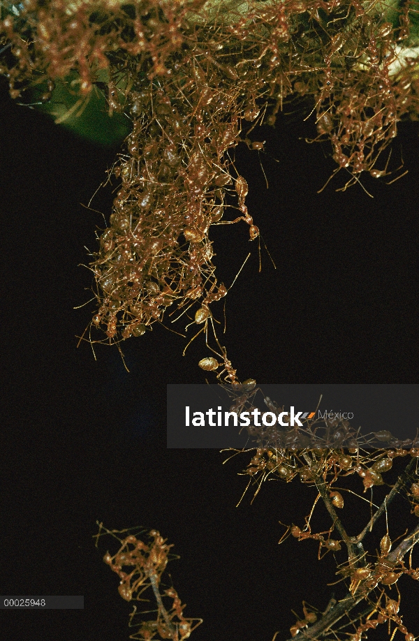 Hormiga tejedora (Oecophylla longinoda) Colonia escalada sobre las hojas para llegar a nuevas zonas 