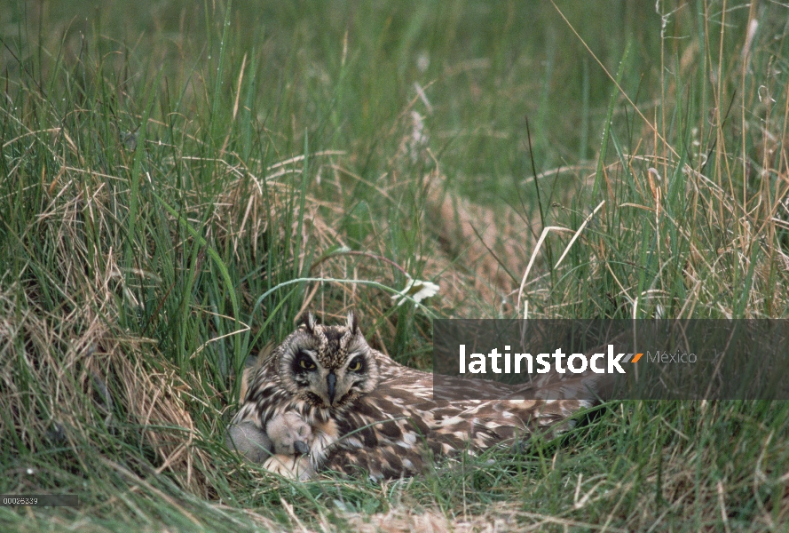 Buho Short-eared (flammeus de Asio) en el nido con pollos, Alaska