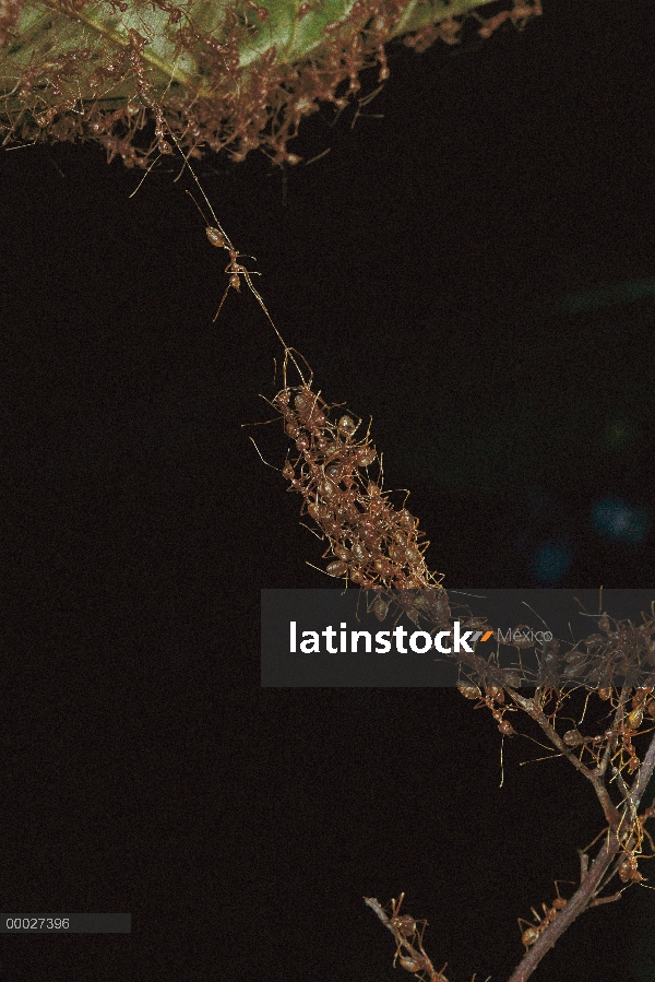 Colonia de hormiga tejedora (Oecophylla longinoda) formando un puente subiendo unos sobre otros para